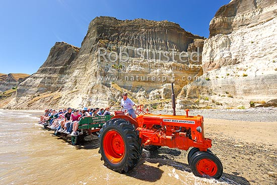 Gannet Beach Adventures taking visitors to the Cape Kidnappers gannet colony with famous tractors and trailers, below coastal cliffs with sectional outlook of river gravel and silt layers, Hawke's Bay, Hastings District, Hawke's Bay Region, New Zealand (NZ)