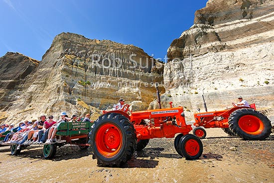 Gannet Beach Adventures taking visitors to the Cape Kidnappers gannet colony with famous tractors and trailers, below coastal cliffs with sectional outlook of river gravel and silt layers, Hawke's Bay, Hastings District, Hawke's Bay Region, New Zealand (NZ)