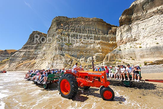 Gannet Beach Adventures taking visitors to the Cape Kidnappers gannet colony with famous tractors and trailers, below coastal cliffs with sectional outlook of river gravel and silt layers, Hawke's Bay, Hastings District, Hawke's Bay Region, New Zealand (NZ)