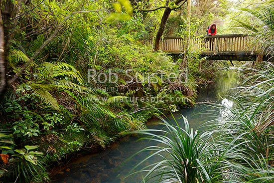 Tramper at Glen Esk stream and bridge on the Hillary Trail near Piha Beach. Track enroute to Kitekite (Kitakita) waterfall. Waitakere Ranges Regional Park, Waitakere Ranges, Auckland, Waitakere City District, Auckland Region, New Zealand (NZ)