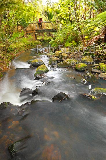 Tramper at Glen Esk stream and bridge on the Hillary Trail near Piha Beach. Track enroute to Kitekite (Kitakita) waterfall. Waitakere Ranges Regional Park, Waitakere Ranges, Auckland, Waitakere City District, Auckland Region, New Zealand (NZ)