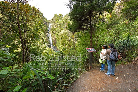 Tramper looking at Kitekite waterfalls (Kitakita) on the Hillary Trail track near Piha Beach. Waitakere Ranges Regional Park, Waitakere Ranges, Auckland, Waitakere City District, Auckland Region, New Zealand (NZ)