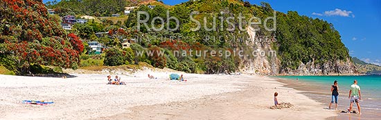 Hahei Beach with a family, sunbathers and swimmers enjoying the sunny summers day. Pohutukawa trees flowering and an azure blue sea. Panorama, Hahei, Coromandel Peninsula, Thames-Coromandel District, Waikato Region, New Zealand (NZ)