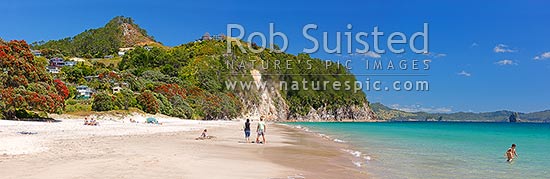 Hahei Beach with a family, sunbathers and swimmers enjoying the sunny summers day. Pohutukawa trees flowering and an azure blue sea. Panorama, Hahei, Coromandel Peninsula, Thames-Coromandel District, Waikato Region, New Zealand (NZ)