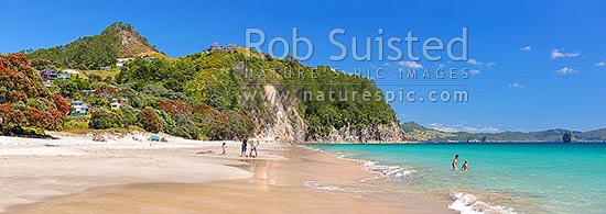 Hahei Beach with a family, sunbathers and swimmers enjoying the sunny summers day. Pohutukawa trees flowering and an azure blue sea. Panorama, Hahei, Coromandel Peninsula, Thames-Coromandel District, Waikato Region, New Zealand (NZ)