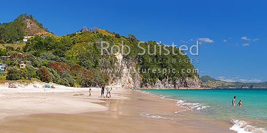 Hahei Beach with a family, sunbathers and swimmers enjoying the sunny summers day. Pohutukawa trees flowering and an azure blue sea. Panorama, Hahei, Coromandel Peninsula, Thames-Coromandel District, Waikato Region, New Zealand (NZ)