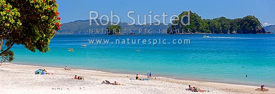 Hahei Beach. Families, sunbathers, kayakers, boaties and swimmers enjoying the summers day. Pohutukawa trees flowering with Mahurangi (Goat) Island beyond. Panorama, Hahei, Coromandel Peninsula, Thames-Coromandel District, Waikato Region, New Zealand (NZ)