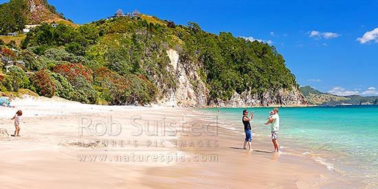 Hahei Beach with a family enjoying the sunny summers day. Pohutukawa trees flowering and an azure blue sea. Panorama, Hahei, Coromandel Peninsula, Thames-Coromandel District, Waikato Region, New Zealand (NZ)