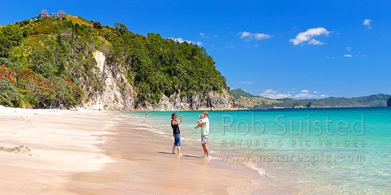 Hahei Beach with a family enjoying and photographing the sunny summers day. Pohutukawa trees flowering and an azure blue sea. Panorama, Hahei, Coromandel Peninsula, Thames-Coromandel District, Waikato Region, New Zealand (NZ)