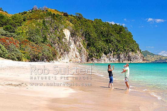 Hahei Beach with a family enjoying and photographing the sunny summers day. Pohutukawa trees flowering and an azure blue sea, Hahei, Coromandel Peninsula, Thames-Coromandel District, Waikato Region, New Zealand (NZ)