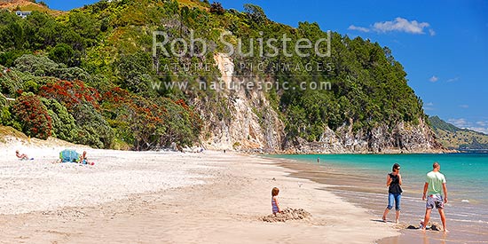 Hahei Beach with a family playing and enjoying the sunny summers day. Pohutukawa trees flowering and an azure blue sea. Panorama, Hahei, Coromandel Peninsula, Thames-Coromandel District, Waikato Region, New Zealand (NZ)