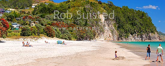 Hahei Beach with a family, sunbathers and swimmers enjoying the sunny summers day. Pohutukawa trees flowering and an azure blue sea. Panorama, Hahei, Coromandel Peninsula, Thames-Coromandel District, Waikato Region, New Zealand (NZ)