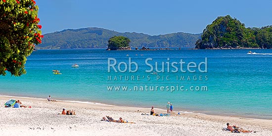 Hahei Beach. Families, sunbathers, kayakers, boaties and swimmers enjoying the summers day, with Pohutukawa trees flowering. Panorama, Hahei, Coromandel Peninsula, Thames-Coromandel District, Waikato Region, New Zealand (NZ)