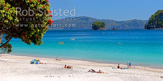 Hahei Beach. Families, sunbathers, kayakers, boaties and swimmers enjoying the summers day, with Pohutukawa trees flowering. Panorama, Hahei, Coromandel Peninsula, Thames-Coromandel District, Waikato Region, New Zealand (NZ)