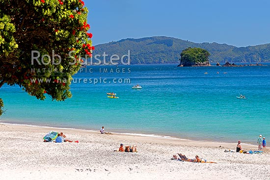 Hahei Beach. Families, sunbathers, kayakers, boaties and swimmers enjoying the summers day, with Pohutukawa trees flowering, Hahei, Coromandel Peninsula, Thames-Coromandel District, Waikato Region, New Zealand (NZ)