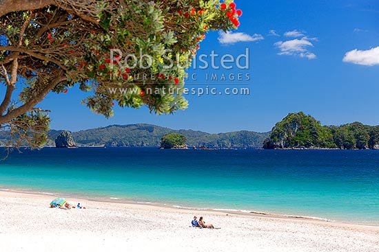 Hahei summer, with people and family enjoying the sunshine sunbathing on the beach with deckchairs. Pohutukawa flowering, Hahei, Coromandel Peninsula, Thames-Coromandel District, Waikato Region, New Zealand (NZ)