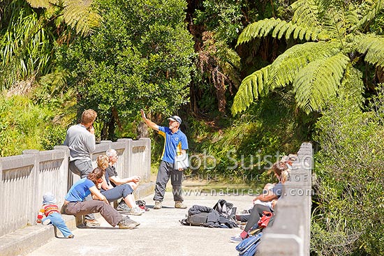 Joe Adams interpreting history to visitors at the Bridge to Nowhere Mangapurua, owner of Bridge to Nowhere Tours, Whanganui National Park, Wanganui District, Manawatu-Wanganui Region, New Zealand (NZ)