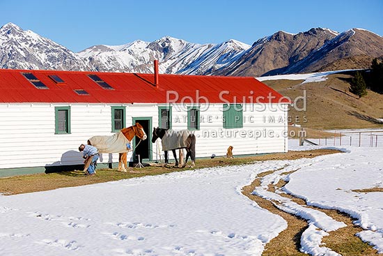 Farrier and stockman shoeing horses outside the old smithy ready for the new season. Winter, Molesworth Station, Marlborough District, Marlborough Region, New Zealand (NZ)