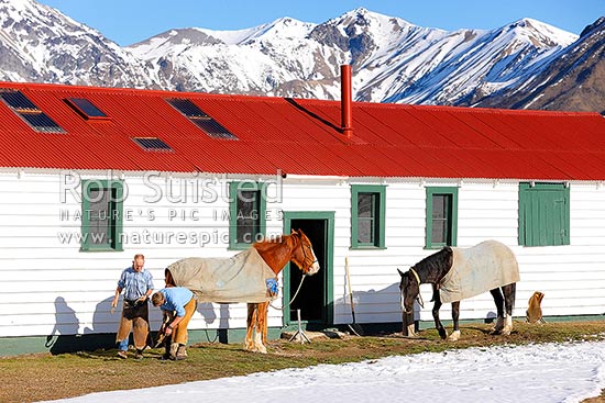 Farrier Kevin Schimanski and stockman shoeing horses outside the old smithy ready for the new season. Winter, Molesworth Station, Marlborough District, Marlborough Region, New Zealand (NZ)