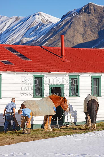 Farrier and stockman shoeing horses outside the old smithy ready for the new season. Winter, Molesworth Station, Marlborough District, Marlborough Region, New Zealand (NZ)