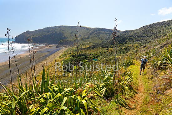 The Hillary Trail Te Henga walkway above O'Neill Bay Beach with woman walking on track. Raetahinga Point distant, Bethells Beach, West Auckland, Waitakere City District, Auckland Region, New Zealand (NZ)