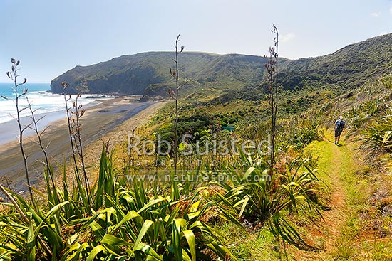 The Hillary Trail Te Henga walkway above O'Neill Bay Beach with woman walking on track. Raetahinga Point distant, Bethells Beach, West Auckland, Waitakere City District, Auckland Region, New Zealand (NZ)