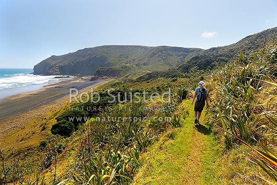 The Hillary Trail Te Henga walkway above O'Neill Bay Beach with woman walking on track. Raetahinga Point distant, Bethells Beach, West Auckland, Waitakere City District, Auckland Region, New Zealand (NZ)