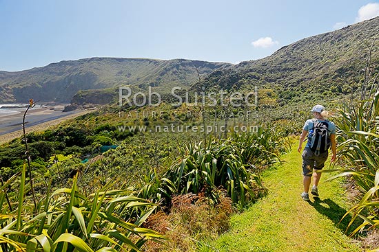 The Hillary Trail Te Henga walkway above O'Neill Bay Beach with woman walking on track, Bethells Beach, West Auckland, Waitakere City District, Auckland Region, New Zealand (NZ)