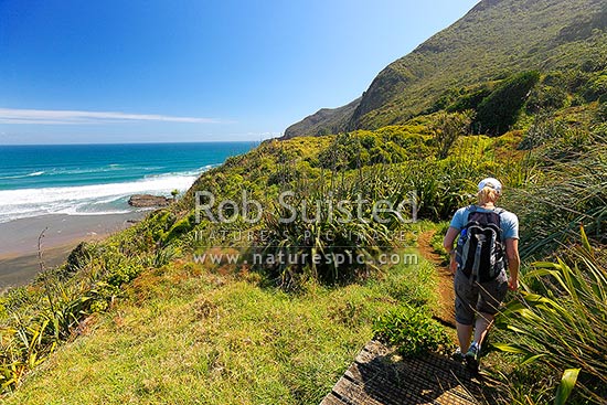 The Hillary Trail Te Henga walkway at O'Neill Bay Beach with woman climbing track above the beach. Raetahinga Point left, Bethells Beach, West Auckland, Waitakere City District, Auckland Region, New Zealand (NZ)