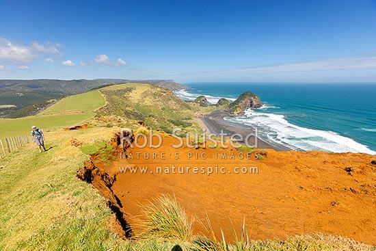 The Hillary Trail Te Henga walkway from high above O'Neill Bay Beach. Erangi Point, Kauwahaia and Ihumoana islands centre, Bethells Beach, West Auckland, Waitakere City District, Auckland Region, New Zealand (NZ)