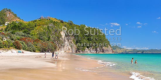 Hahei Beach with a family, sunbathers and swimmers enjoying the sunny summers day. Pohutukawa trees flowering and an azure blue sea. Panorama, Hahei, Coromandel Peninsula, Thames-Coromandel District, Waikato Region, New Zealand (NZ)