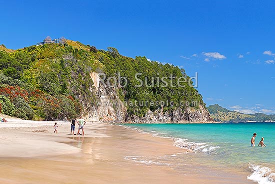 Hahei Beach with a family, sunbathers and swimmers enjoying the sunny summers day. Pohutukawa trees flowering and an azure blue sea, Hahei, Coromandel Peninsula, Thames-Coromandel District, Waikato Region, New Zealand (NZ)