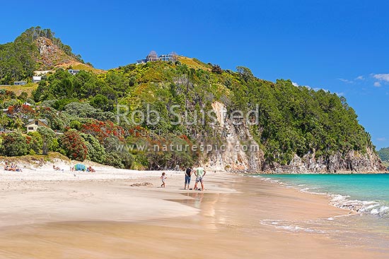 Hahei Beach with a family, sunbathers and swimmers enjoying the sunny summers day. Pohutukawa trees flowering and an azure blue sea, Hahei, Coromandel Peninsula, Thames-Coromandel District, Waikato Region, New Zealand (NZ)