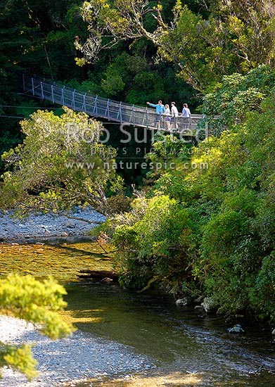 Kaitoke Regional Park with visitors and guide on the swingbridge over the Hutt River at Pakuratahi Forks, Kaitoke, Wellington Region, New Zealand (NZ)