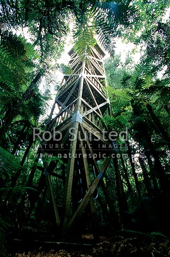 Forest observation tower in Podocarp forest for visitors to view birds