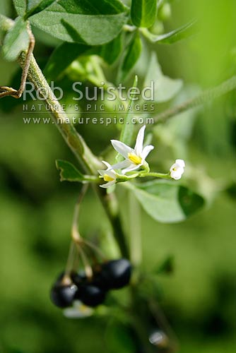 Black nightshade (Solanum nigrum), introduced poisonous plant weed