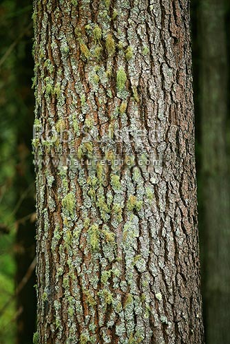 Pine Tree bark texture in Pinus radiata plantation forest, New Zealand