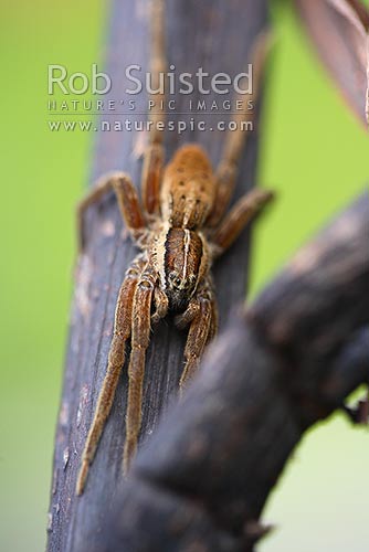 File:Dolomedes minor-Nursery Web Spider (NZAC06001334).jpg