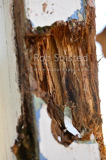 Rot in wood - dry rot fungus in untreated house timber. Leaky home