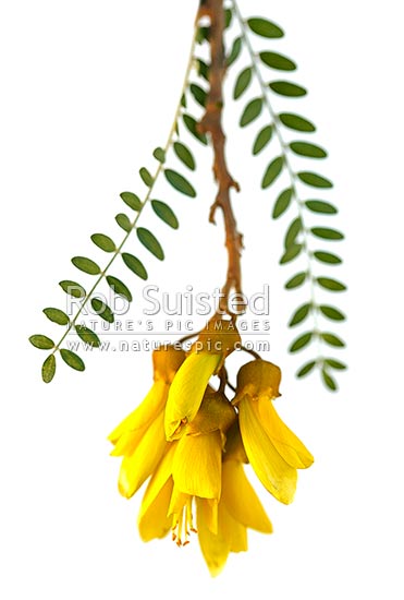 Kowhai Flowers (Sophora tetraptera; Fabaceae). NZ native flowers and