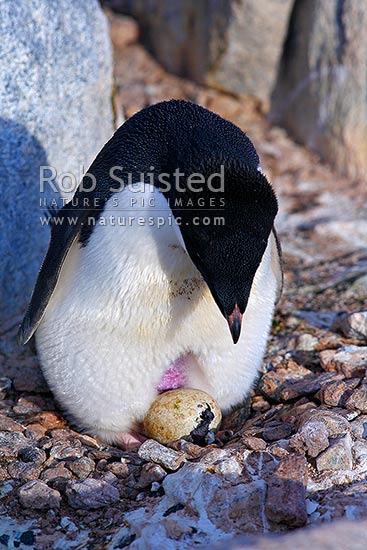 Hatching egg of Adelie penguin in breeding colony