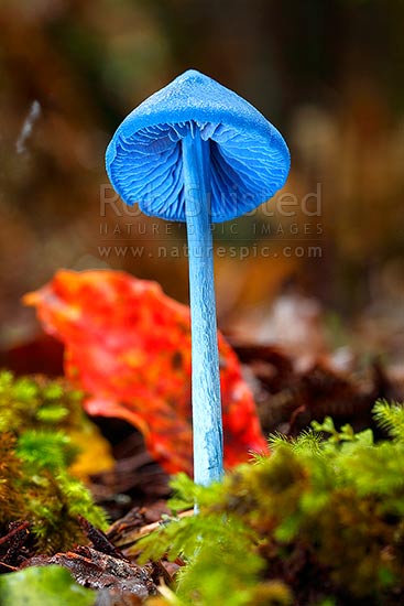 NZ native Sky Blue Mushroom (Entoloma hochstetteri; Entolomataceae); associated with Podocarpus 