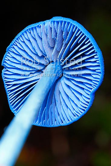 NZ native Sky Blue Mushroom (Entoloma hochstetteri 