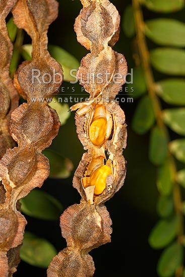 Nz Native Kowhai Tree Seed Pods Showing Seeds Sophora