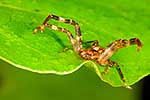 File:Dolomedes minor-Nursery Web Spider (NZAC06001334).jpg