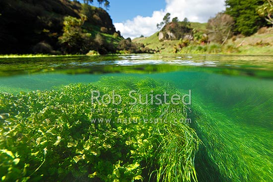 Waihou River near Blue Springs underwater split image 