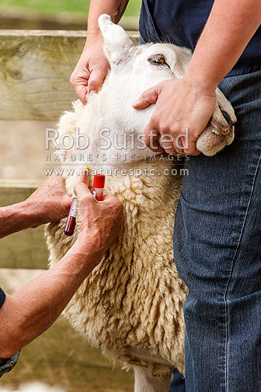 Collecting blood from sheep for blood sample testing for genetics or