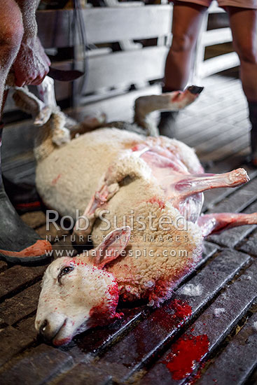 Slaughtered sheep being butchered by farmer for dog food or home